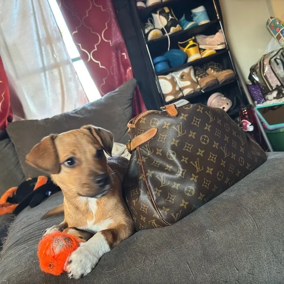 Luxury Brown Designer Dog Carrier