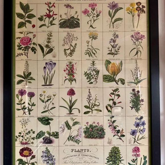 Framed Paper Source Botanical Art Poster - Multicolor
