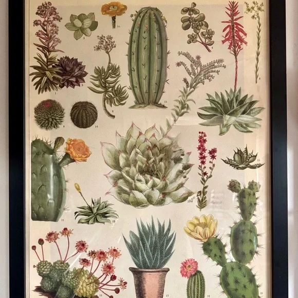 Framed Paper Source Botanical Cactus Art Poster - Green and Pink
