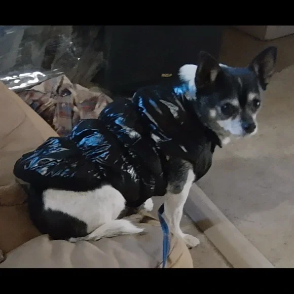 Sleek Black Dog Puffer Jacket size: M