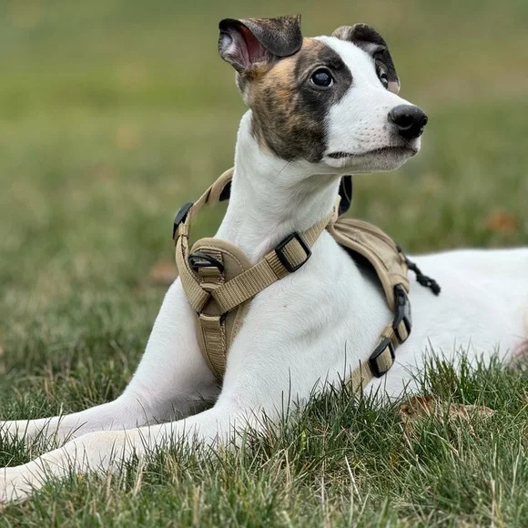 KONG Tan Dog Harness One Small and One Medium