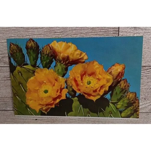 Vintage Postcard Prickly Pear Cactus‎ Flowers Arizona Spring Ephemera Souvenier
