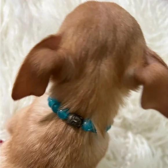 C U S T O M•O R D E R S puppy collars elastic beaded healing stones NWT