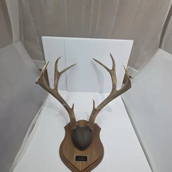 Vintage South Dakota Mule Deer Antler Taxidermy Mount 10 Point 22