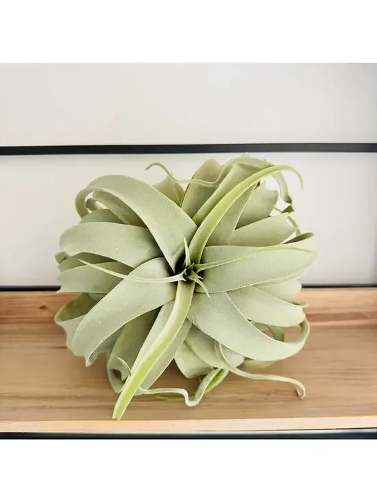 NEW POTTERY BARN Mint Green Faux Air Plant Tillandsia Tabletop Decor Display