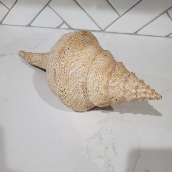 Pottery Barn Sea Shell