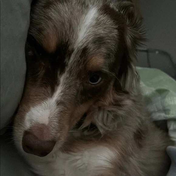 Charming Brown and White Dog Portrait