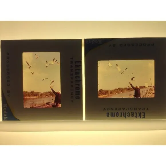 Lot of 2 Vintage 1970 Man Feeding Sea Gulls Ektachrome Photographs Color Slides
