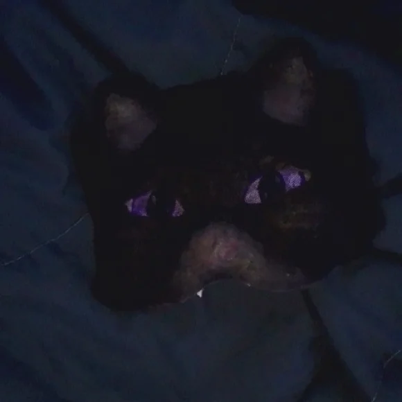 Black and Purple Cat Mask with Mystical Eyes