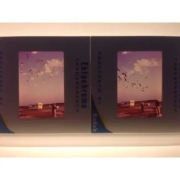 Lot of 2 Vtg 1970 Men Flock of Sea Gulls RV Ektachrome Photograph Color Slide