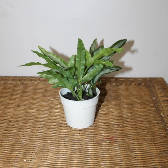 Williams Sonoma Artificial Potted Foliage.