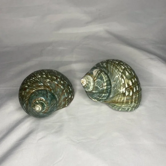 Set Of Two Green Z Gallerie Sea Shells