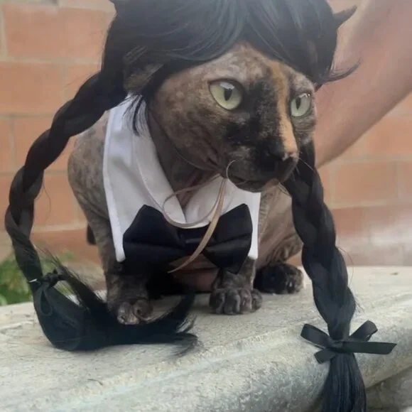 🕷️ 🐾 🖤 Wednesday Adams Cat Wig 🖤 🐾 🕷️