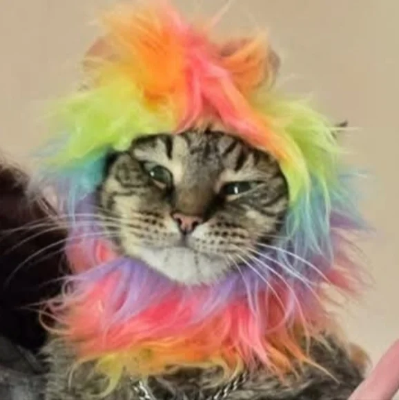 2 costumes for cats