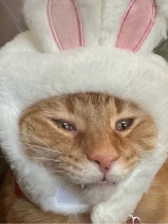 White and Pink Bunny Cat Hat - Soft Plush Pet Costume