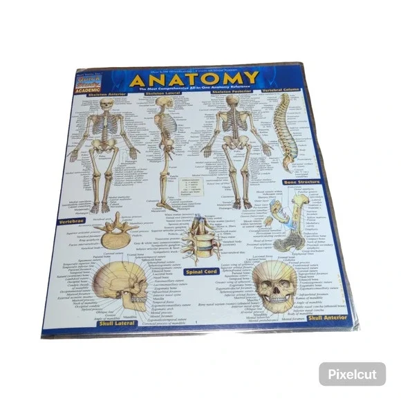 Quick Study Anatomy Laminated Tri-fold Study Guide, Anatomy reference