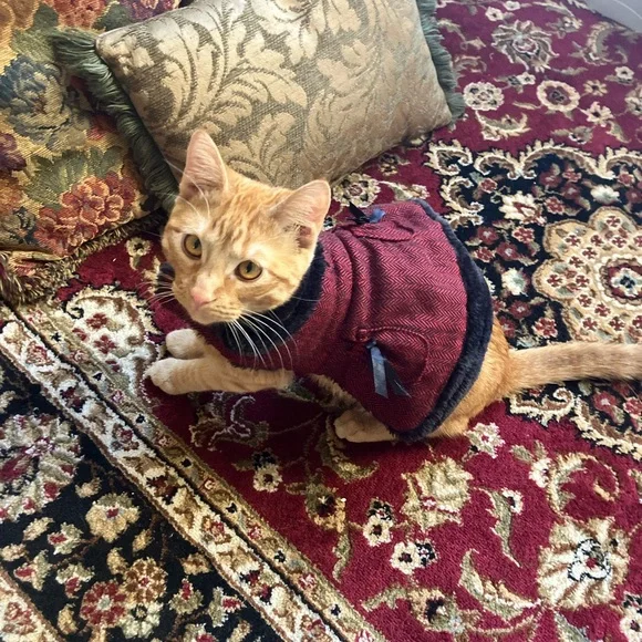 Stylish Red Cat Sweater