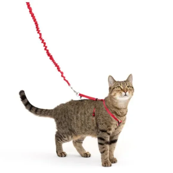 PetSafe Come With Me Kitty Bungee Leash Set of 2, Red, Sz M 50