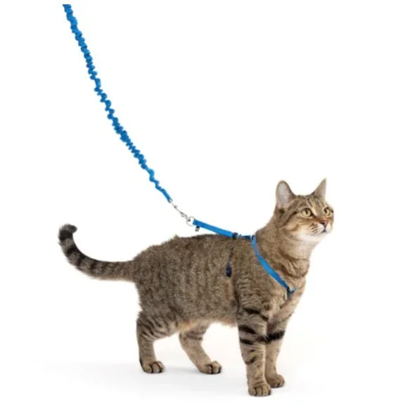 PetSafe Come With Me Kitty Bungee Leash Set of 2, Royal Blue, Sz S 42