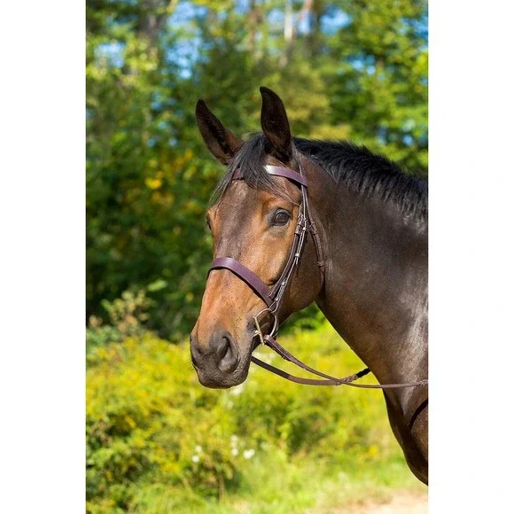 Avignon Middleburg Bridle Havana Cob