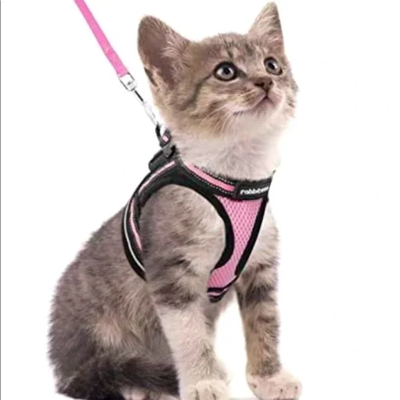 Cat Harness