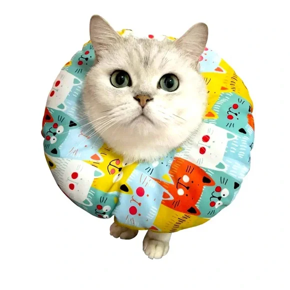 🐈… 🐾 • 🏥 RECOVERY ❤️‍🩹 🏥❤️‍🩹 • 🐾… 🐱