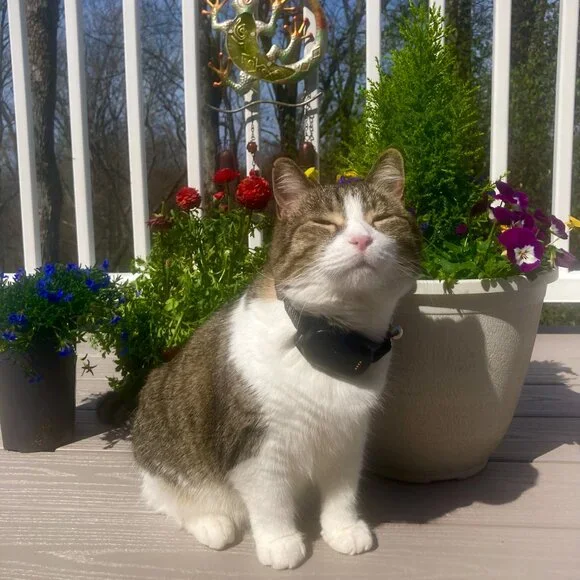 MiniFinder Atto Pro 4G GPS Tracker Collar For Cats & Dogs