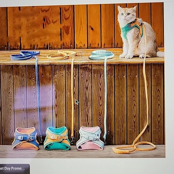 Cute little tiny dog or cat harness with leash, small