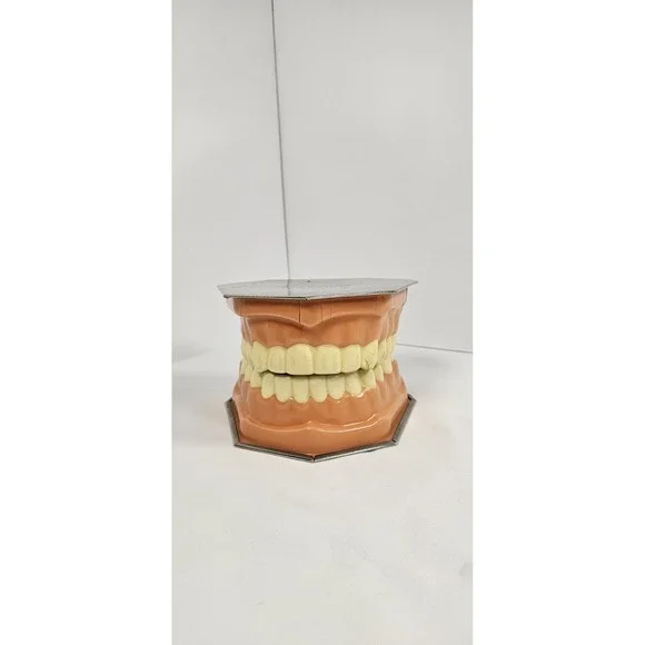 VTG Dental Teeth‎ Model Pro-Phy-Lac-Tic Brush Co Florence Mass Dentist Display