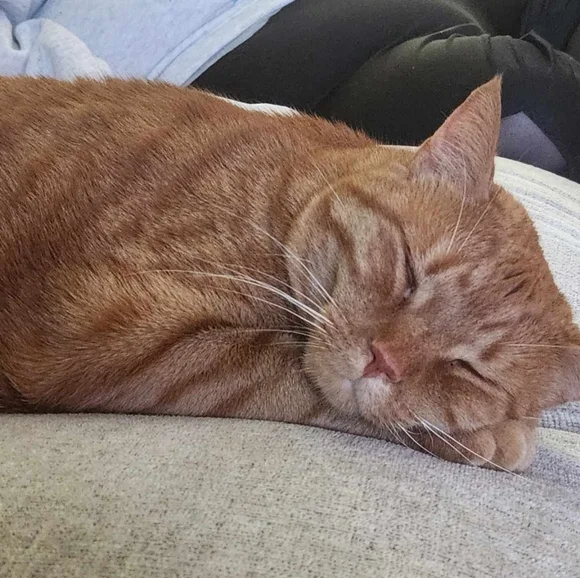 🙏 Frankie God's Miracle Cat!!!