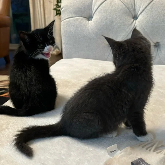 Lovely cats just for fun