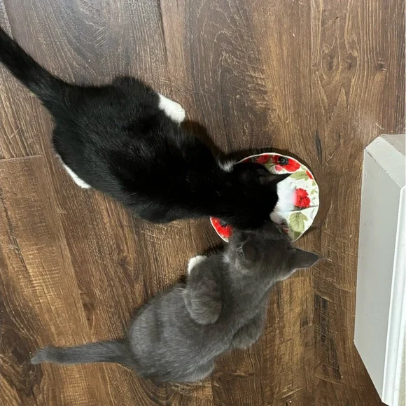 Pets food saucer