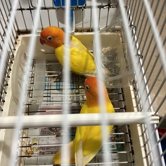 Bird cage