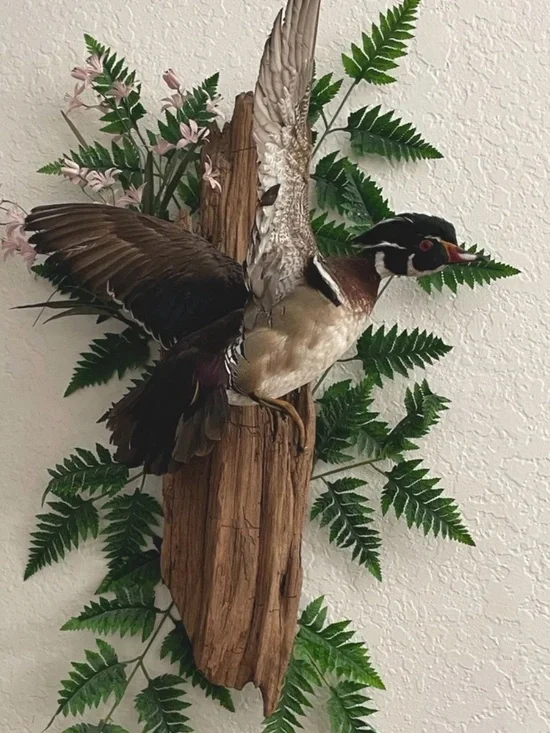 Wall-Mount Decorative Wood Duck Bird Mount in Brown and Black
