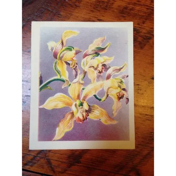 Vtg 40s Brownie Yellow Purple Exotic Cymbidium Boat Orchid Blank Greeting Card