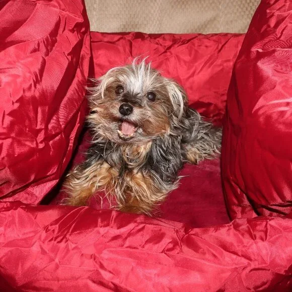 💥HP💥 Luxury small pet bed great for cat or small dog under 30lbs