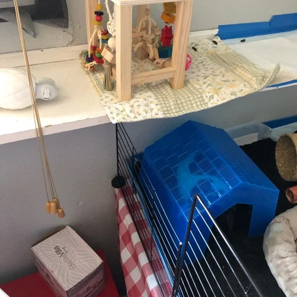 Guinea pig, housing, cage, table, play pin, toys, laundry basket, bedding