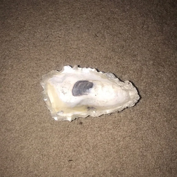 Oyster jewelry holder