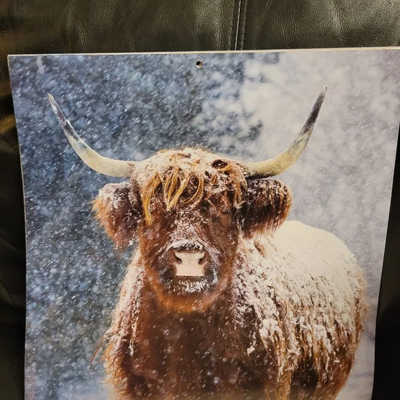 Farmhouse Cow‎ Picture highlander pictures