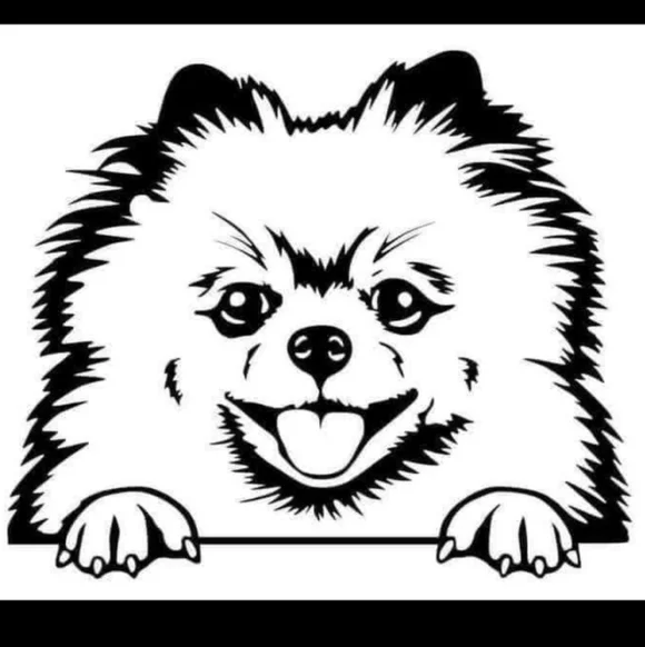 Pomeranian Dog Face Vinyl Graphic Auto Wall Car Laptop Decal Animal Sticker‎