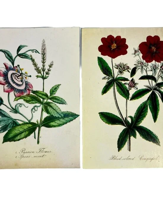 2 VTG Sierra Club Greeting Cards Botanical Scrapbooking Floral Art Blank Unused