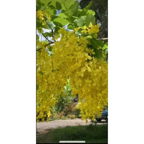 AMALTAS CASSIA FISTULA PODS GOLDEN SHOWER‎ TREE PODS CANAFISTULA 100g