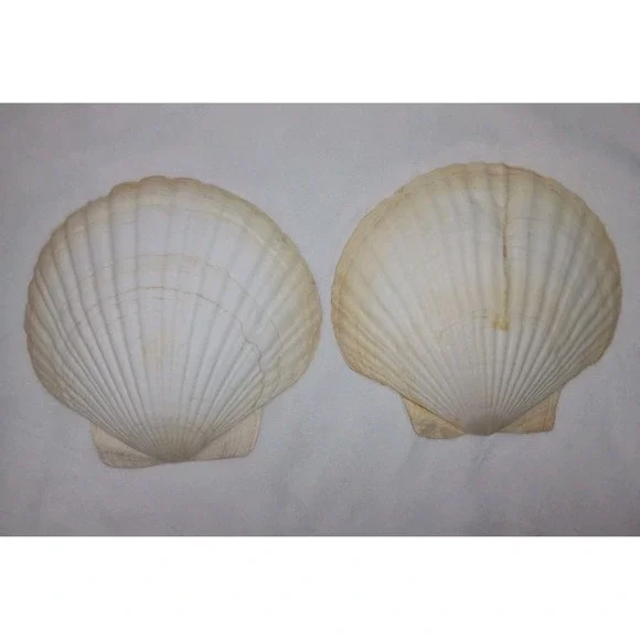 Original Jumbo XL Sea Scallop Shells Lot 2 About 6 Inches Trinkets Crafts Dish