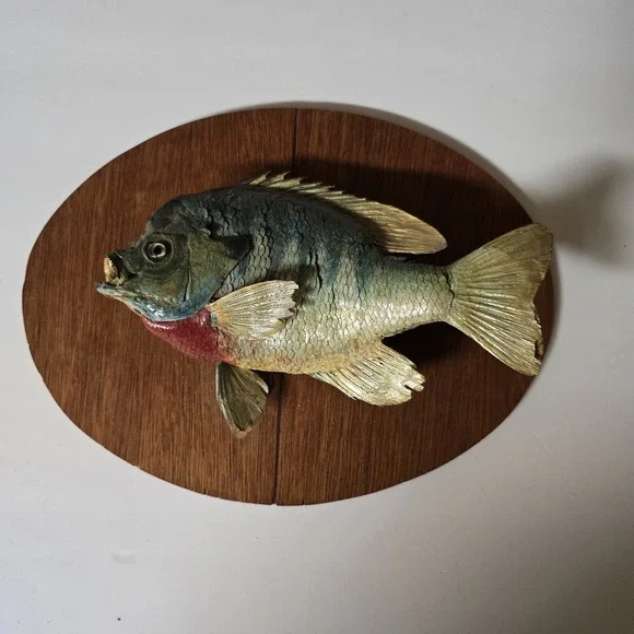 Big Vtg bluegill skin mount taxidermy fish home office cabin wildlife art decor