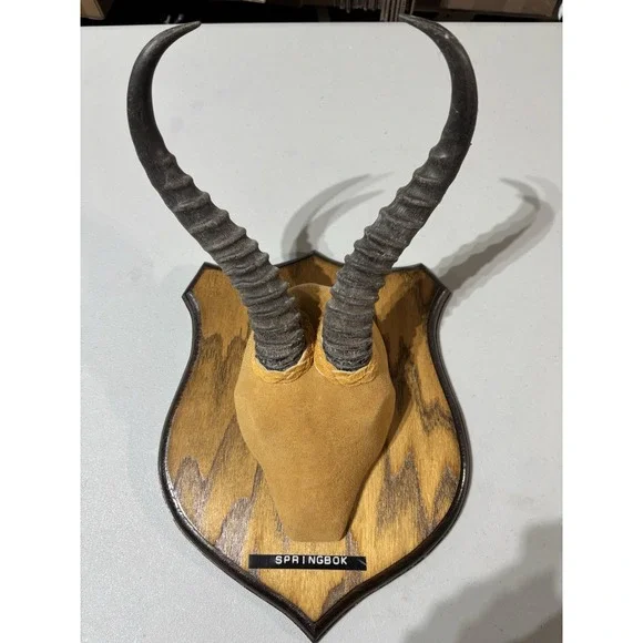 African Springbok Horns Vtg Plaque Taxidermy‎ Mount