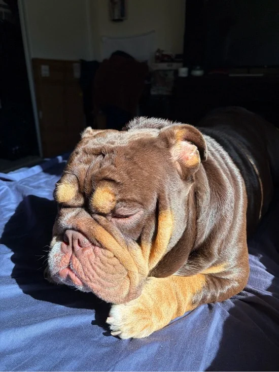 English Bulldog