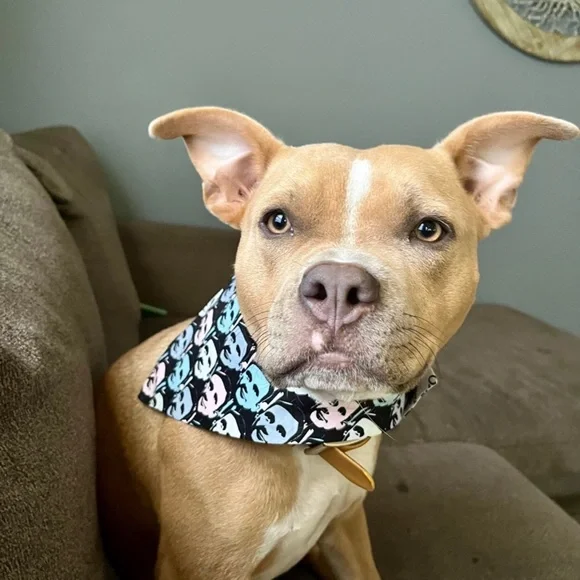 The Office Print Dog Bandana Michael Scott- Pet Accessory for small-med size