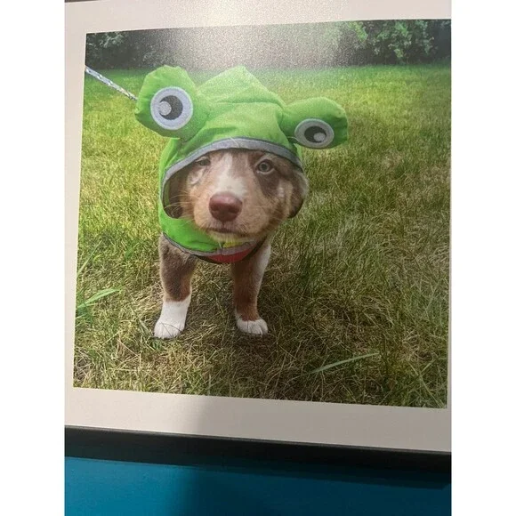 Dog Frog Raincoat Size Medium