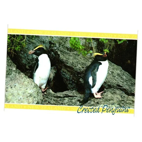 New Zealand Crested Penguins Postcard Featuring Stunning Wildlife Photography
