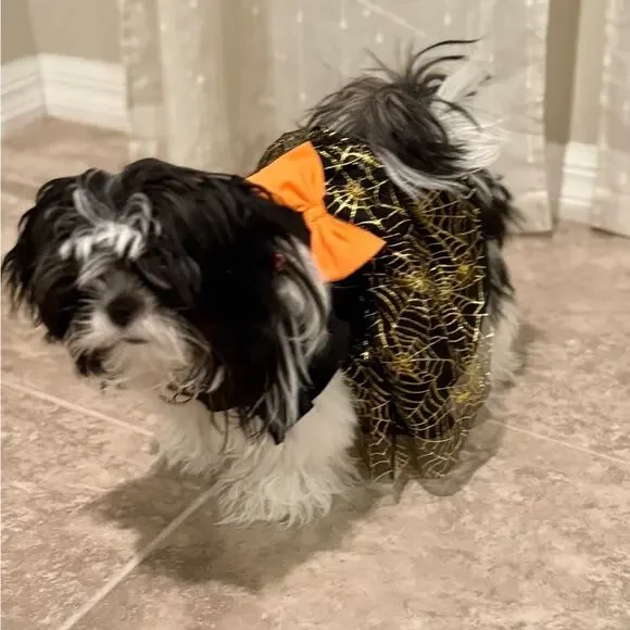 Spooky Chic Dog Costume with Orange Accent